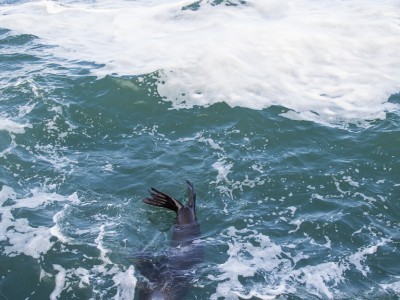 photo safari, photographic safari, wildlife photographic safari, photo tour, photo workshop, when to go, best, fivezero safaris, five zero, safari, kurt jay bertels, south africa, cape town, cape fur seal