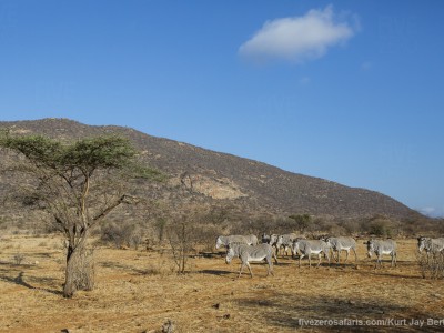 photo safari, photographic safari, wildlife photographic safari, photo tour, photo workshop, when to go, best, fivezero safaris, five zero, safari, kurt jay bertels, kenya, samburu, grevys zebra