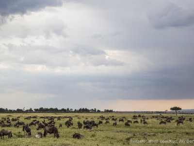 photo safari, photographic safari, wildlife photographic safari, photo tour, photo workshop, when to go, best, fivezero safaris, five zero, safari, kurt jay bertels, kenya, masai mara, great migration, lioness, kill, wildebeest