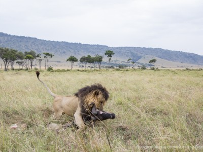 lion, kill, dragging, wildebeest, notch, photo safari, photographic safari, wildlife photographic safari, photo tour, photo workshop, when to go, best, fivezero safaris, five zero, safari, kurt jay bertels, kenya, masai mara, great migration,