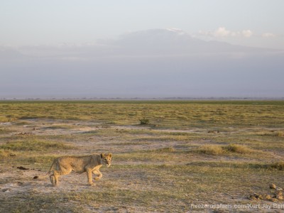 elephants, photo safari, photographic safari, wildlife photographic safari, photo tour, photo workshop, when to go, best, fivezero safaris, five zero, safari, kurt jay bertels, kenya, amboseli, amboseli national park, lion, mount kilimanjaro