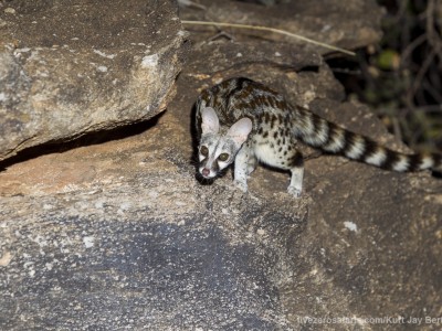 photo safari, photographic safari, wildlife photographic safari, photo tour, photo workshop, when to go, best, fivezero safaris, five zero, safari, kurt jay bertels, kenya, samburu, large spotted genet