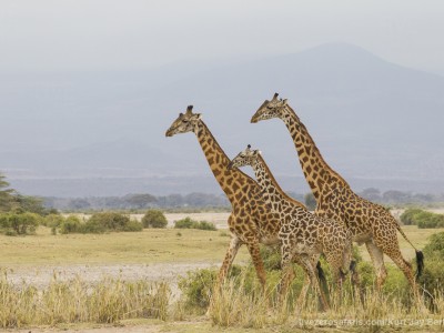 elephants, photo safari, photographic safari, wildlife photographic safari, photo tour, photo workshop, when to go, best, fivezero safaris, five zero, safari, kurt jay bertels, kenya, amboseli, amboseli national park, giraffe