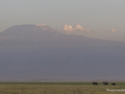 elephants, photo safari, photographic safari, wildlife photographic safari, photo tour, photo workshop, when to go, best, fivezero safaris, five zero, safari, kurt jay bertels, kenya, amboseli, amboseli national park, mount kilimanjaro