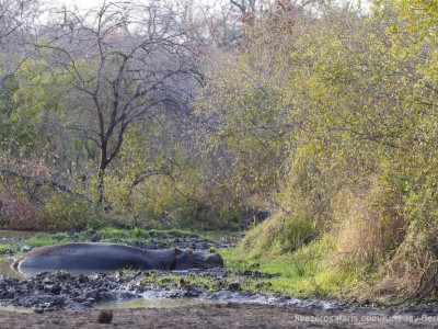 photo safari, photographic safari, wildlife photographic safari, photo tour, photo workshop, when to go, best, fivezero safaris, five zero, safari, kurt jay bertels, south africa, kruger national park, sari sands, hippo