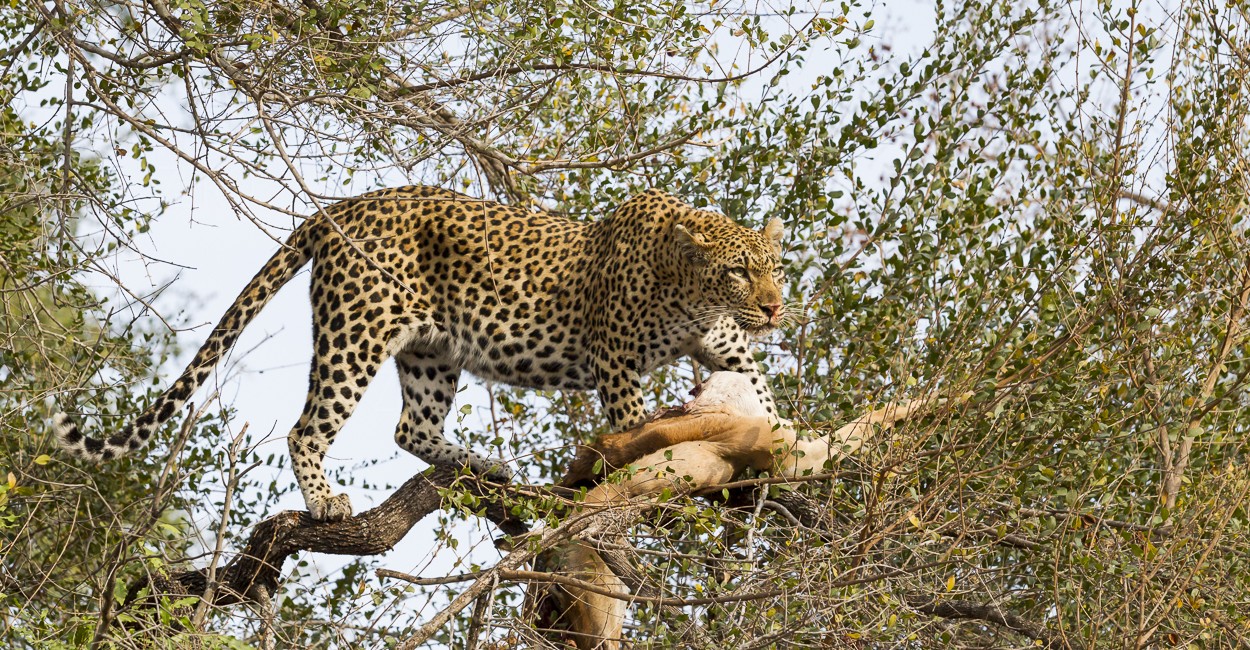 Permalink to The South African Predators Safari: Day 9