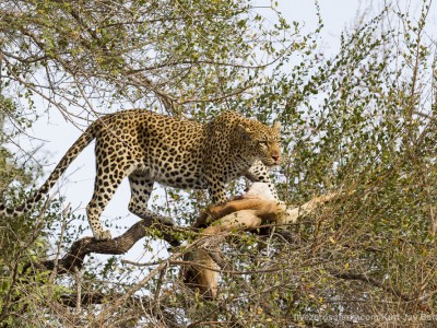 photo safari, photographic safari, wildlife photographic safari, photo tour, photo workshop, when to go, best, fivezero safaris, five zero, safari, kurt jay bertels, south africa, kruger national park, sari sands, leopard, cub, eating, tree