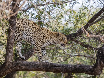 photo safari, photographic safari, wildlife photographic safari, photo tour, photo workshop, when to go, best, fivezero safaris, five zero, safari, kurt jay bertels, south africa, kruger national park, sari sands, leopard, cub, eating, tree