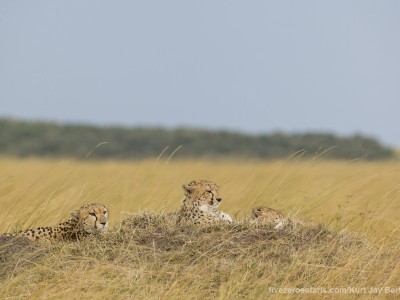 cheetah, cubs, photo safari, photographic safari, wildlife photographic safari, photo tour, photo workshop, when to go, best, fivezero safaris, five zero, safari, kurt jay bertels, kenya, masai mara, great migration,