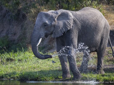 photo safari, photographic safari, wildlife photographic safari, photo tour, photo workshop, when to go, best, fivezero safaris, five zero, safari, kurt jay bertels, south africa, kruger national park, sari sands, elephant, drinking