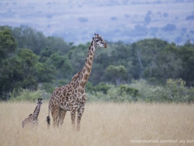 giraffe, masai giraffe, baby, young, calf, photo safari, photographic safari, wildlife photographic safari, photo tour, photo workshop, when to go, best, fivezero safaris, five zero, safari, kurt jay bertels, kenya, masai mara, great migration,