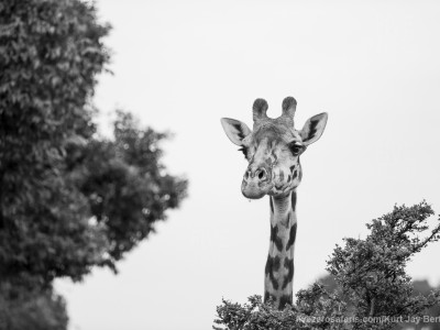 giraffe, masai giraffe, photo safari, photographic safari, wildlife photographic safari, photo tour, photo workshop, when to go, best, fivezero safaris, five zero, safari, kurt jay bertels, kenya, masai mara,