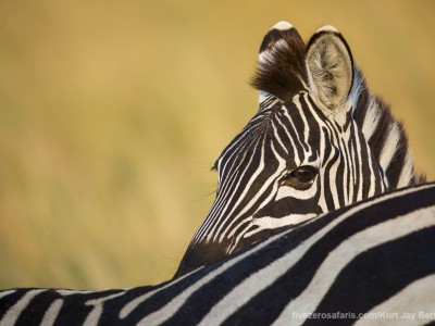 zebra, photo safari, photographic safari, wildlife photographic safari, photo tour, photo workshop, when to go, best, fivezero safaris, five zero, safari, kurt jay bertels, kenya, masai mara, great migration,