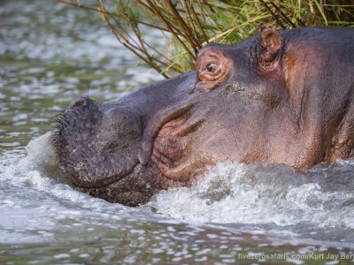 photo safari, photographic safari, wildlife photographic safari, photo tour, photo workshop, when to go, best, fivezero safaris, five zero, safari, kurt jay bertels, south africa, kruger national park, sari sands, hippo