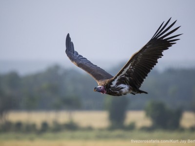 photo safari, photographic safari, wildlife photographic safari, photo tour, photo workshop, when to go, best, fivezero safaris, five zero, safari, kurt jay bertels, kenya, masai mara, lappet faced vulture