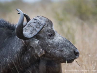 photo safari, photographic safari, wildlife photographic safari, photo tour, photo workshop, when to go, best, fivezero safaris, five zero, safari, kurt jay bertels, south africa, kruger national park, sari sands, buffalo