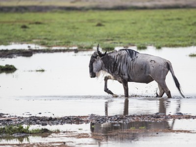 elephants, photo safari, photographic safari, wildlife photographic safari, photo tour, photo workshop, when to go, best, fivezero safaris, five zero, safari, kurt jay bertels, kenya, amboseli, amboseli national park, wildlebeest