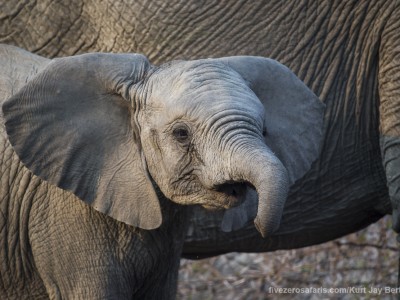 photo safari, photographic safari, wildlife photographic safari, photo tour, photo workshop, when to go, best, fivezero safaris, five zero, safari, kurt jay bertels, south africa, kruger national park, sari sands, elephant, calf