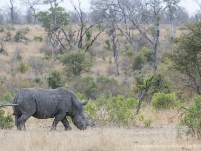 rhino, photo safari, photographic safari, wildlife photographic safari, photo tour, photo workshop, when to go, best, fivezero safaris, five zero, safari, kurt jay bertels, south africa, kruger national park, sari sands,