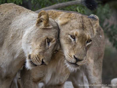 photo safari, photographic safari, wildlife photographic safari, photo tour, photo workshop, when to go, best, fivezero safaris, five zero, safari, kurt jay bertels, south africa, kruger national park, sari sands, lions, greeting