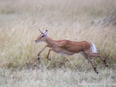 impala, running, photo safari, photographic safari, wildlife photographic safari, photo tour, photo workshop, when to go, best, fivezero safaris, five zero, safari, kurt jay bertels, kenya, masai mara,