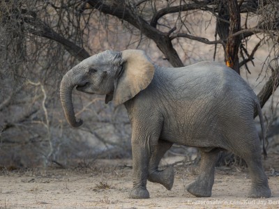 photo safari, photographic safari, wildlife photographic safari, photo tour, photo workshop, when to go, best, fivezero safaris, five zero, safari, kurt jay bertels, south africa, kruger national park, sari sands, elephant, calf