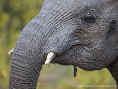 elephant, photo safari, photographic safari, wildlife photographic safari, photo tour, photo workshop, when to go, best, fivezero safaris, five zero, safari, kurt jay bertels, south africa, kruger national park, sari sands,