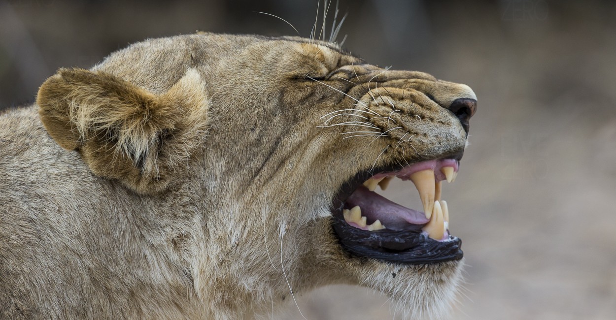 Permalink to The South African Predators Safari: Day 7