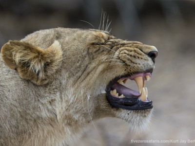 photo safari, photographic safari, wildlife photographic safari, photo tour, photo workshop, when to go, best, fivezero safaris, five zero, safari, kurt jay bertels, south africa, kruger national park, sari sands, lion, flehmen