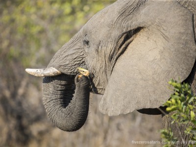 photo safari, photographic safari, wildlife photographic safari, photo tour, photo workshop, when to go, best, fivezero safaris, five zero, safari, kurt jay bertels, south africa, kruger national park, sari sands, elephant, eating