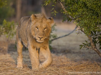 photo safari, photographic safari, wildlife photographic safari, photo tour, photo workshop, when to go, best, fivezero safaris, five zero, safari, kurt jay bertels, south africa, kruger national park, sari sands, lion, male