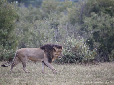 photo safari, photographic safari, wildlife photographic safari, photo tour, photo workshop, when to go, best, fivezero safaris, five zero, safari, kurt jay bertels, kenya, masai mara, lion, male, notch