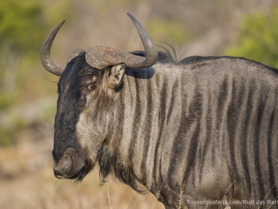 photo safari, photographic safari, wildlife photographic safari, photo tour, photo workshop, when to go, best, fivezero safaris, five zero, safari, kurt jay bertels, south africa, kruger national park, sari sands, wildebeest, blue
