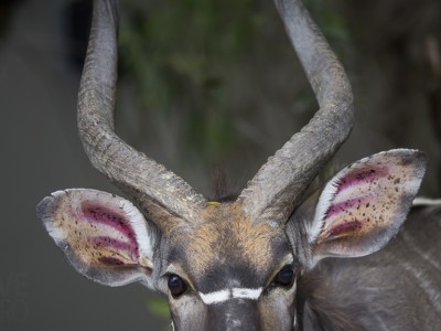 Nyala, photo safari, photographic safari, wildlife photographic safari, photo tour, photo workshop, when to go, best, fivezero safaris, five zero, safari, kurt jay bertels, south africa, kruger national park, sari sands,