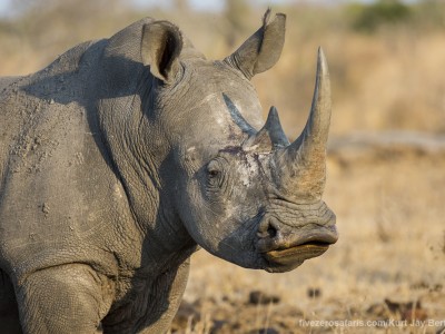 photo safari, photographic safari, wildlife photographic safari, photo tour, photo workshop, when to go, best, fivezero safaris, five zero, safari, kurt jay bertels, south africa, kruger national park, sari sands, white rhino, flehmen,