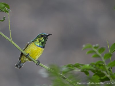 photo safari, photographic safari, wildlife photographic safari, photo tour, photo workshop, when to go, best, fivezero safaris, five zero, safari, kurt jay bertels, south africa, kruger national park, sari sands, collared sunbird