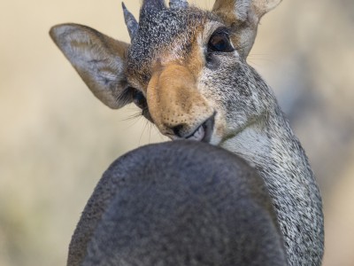 photo safari, photographic safari, wildlife photographic safari, photo tour, photo workshop, when to go, best, fivezero safaris, five zero, safari, kurt jay bertels, kenya, samburu, kirks dikdik, dik-dik