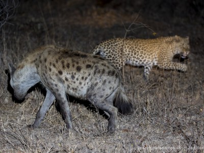 leopard, hyena, fighting, fight, stealing, kill, photo safari, photographic safari, wildlife photographic safari, photo tour, photo workshop, when to go, best, fivezero safaris, five zero, safari, kurt jay bertels, south africa, kruger national park, sari sands,