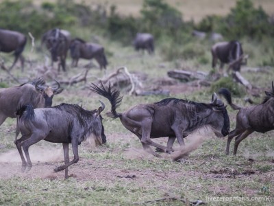 photo safari, photographic safari, wildlife photographic safari, photo tour, photo workshop, when to go, best, fivezero safaris, five zero, safari, kurt jay bertels, kenya, masai mara, great migration, wildebeest, running