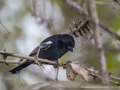 southern black tit, photo safari, photographic safari, wildlife photographic safari, photo tour, photo workshop, when to go, best, fivezero safaris, five zero, safari, kurt jay bertels, south africa, kruger national park, sari sands,