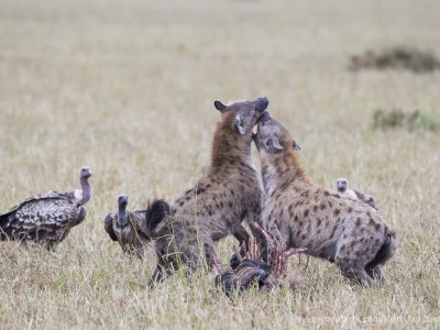 hyena, spotted hyena, kill, fighting, photo safari, photographic safari, wildlife photographic safari, photo tour, photo workshop, when to go, best, fivezero safaris, five zero, safari, kurt jay bertels, kenya, masai mara,