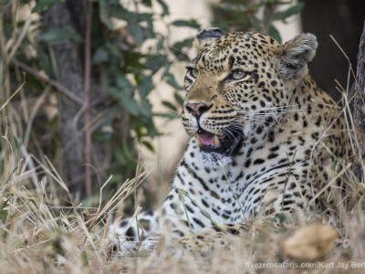 photo safari, photographic safari, wildlife photographic safari, photo tour, photo workshop, when to go, best, fivezero safaris, five zero, safari, kurt jay bertels, south africa, kruger national park, sari sands, leopard, cub, eating, tree