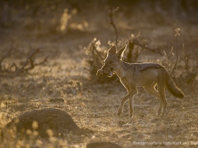 photo safari, photographic safari, wildlife photographic safari, photo tour, photo workshop, when to go, best, fivezero safaris, five zero, safari, kurt jay bertels, kenya, samburu, black backed jackal, kill, dik-dik