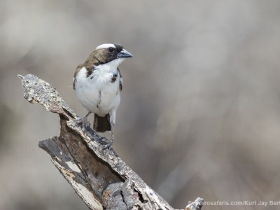 photo safari, photographic safari, wildlife photographic safari, photo tour, photo workshop, when to go, best, fivezero safaris, five zero, safari, kurt jay bertels, kenya, samburu, white browed sparrow weaver