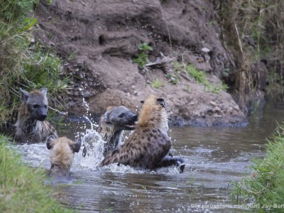 spotted hyena, playing, water, fighting, photo safari, photographic safari, wildlife photographic safari, photo tour, photo workshop, when to go, best, fivezero safaris, five zero, safari, kurt jay bertels, kenya, masai mara, great migration,