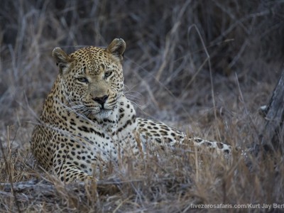 photo safari, photographic safari, wildlife photographic safari, photo tour, photo workshop, when to go, best, fivezero safaris, five zero, safari, kurt jay bertels, south africa, kruger national park, sari sands, male, leopard