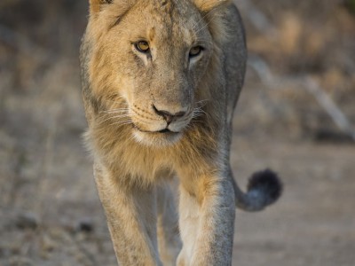 photo safari, photographic safari, wildlife photographic safari, photo tour, photo workshop, when to go, best, fivezero safaris, five zero, safari, kurt jay bertels, south africa, kruger national park, sari sands, lion, male