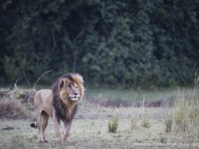 photo safari, photographic safari, wildlife photographic safari, photo tour, photo workshop, when to go, best, fivezero safaris, five zero, safari, kurt jay bertels, kenya, masai mara, lion, notch, male