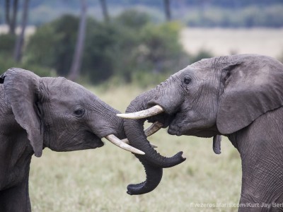 elephants, photo safari, photographic safari, wildlife photographic safari, photo tour, photo workshop, when to go, best, fivezero safaris, five zero, safari, kurt jay bertels, kenya, masai mara,