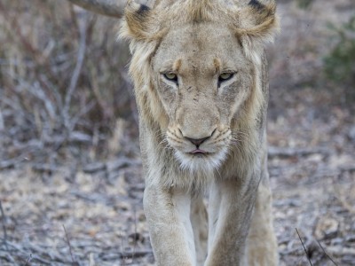 photo safari, photographic safari, wildlife photographic safari, photo tour, photo workshop, when to go, best, fivezero safaris, five zero, safari, kurt jay bertels, south africa, kruger national park, sari sands, lion, male, young